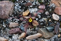 Saxifraga platysepala_20130705_1392